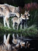 Reflections by Kevin Daniel